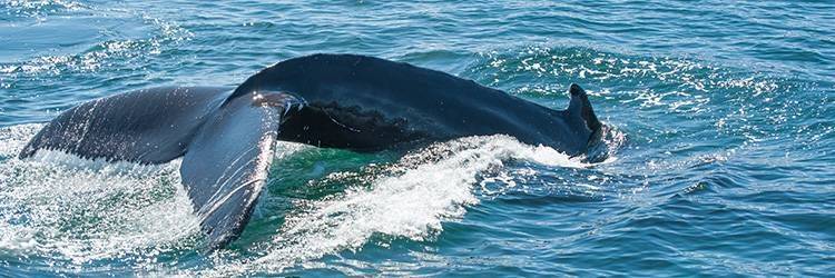Observation des baleines à Dalvik