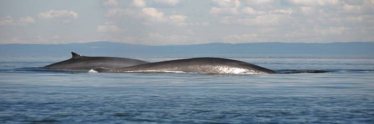Observation des baleines à Reykjavik