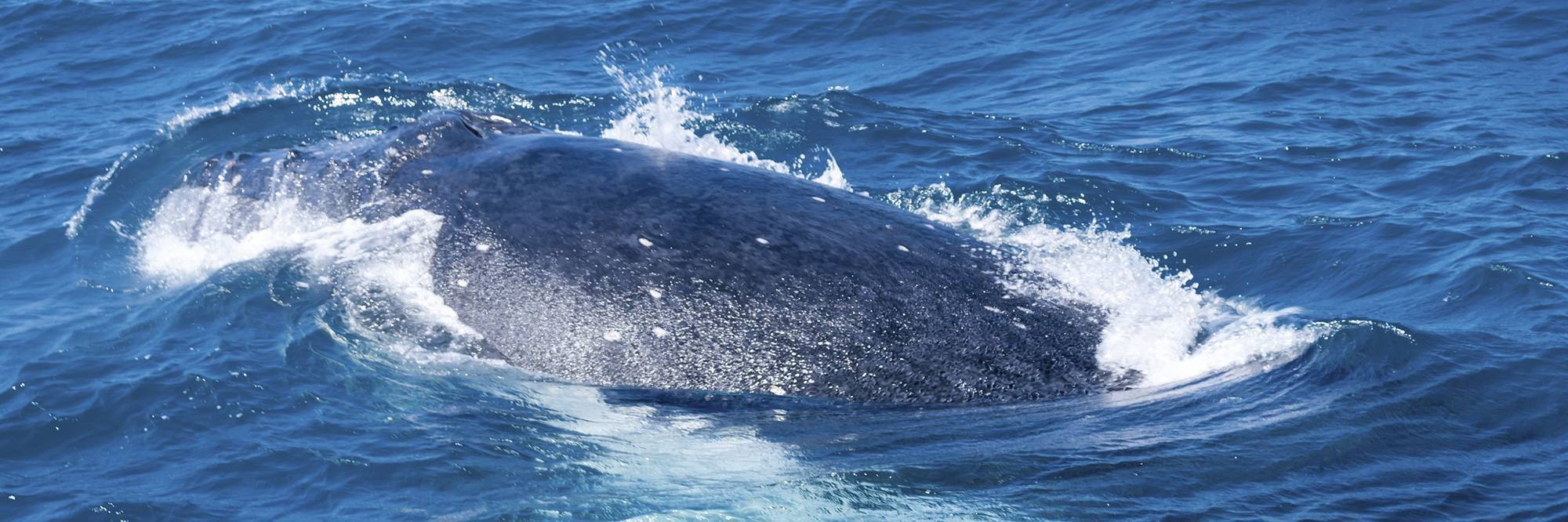 Observation des baleines à Sommaroy