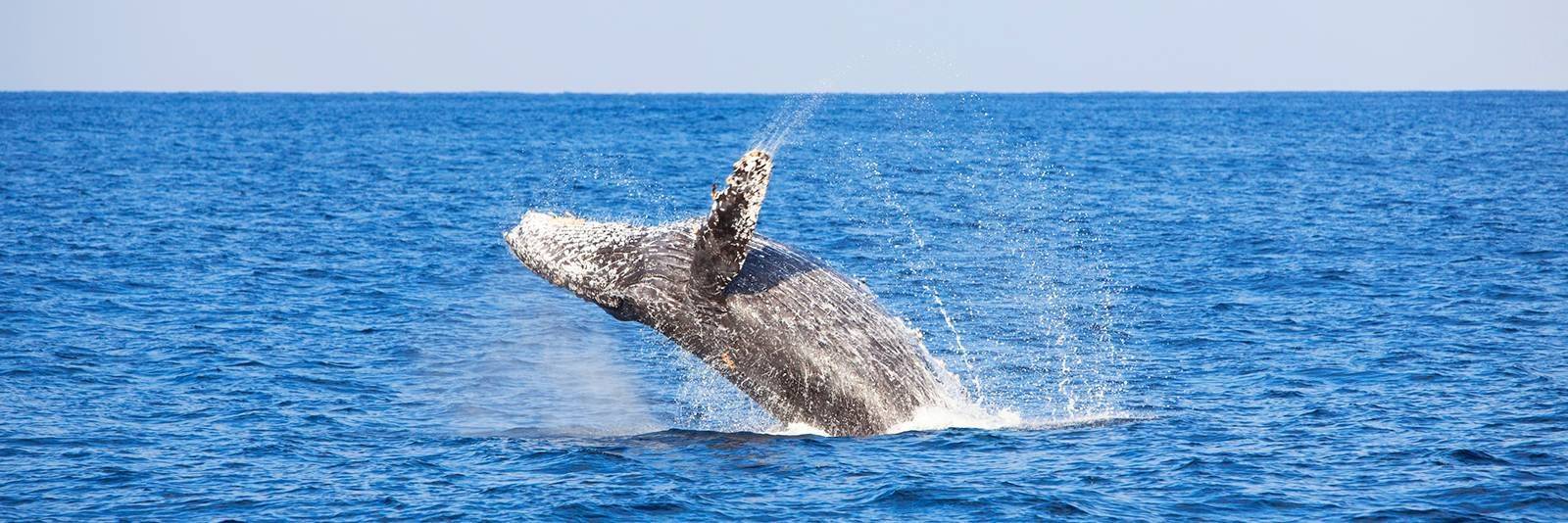 Observation de baleines (juillet à octobre)