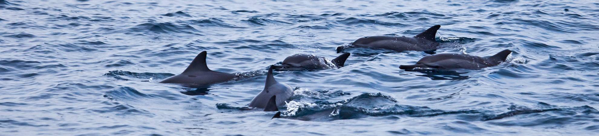 Observation des cétacés et des dauphins à long bec