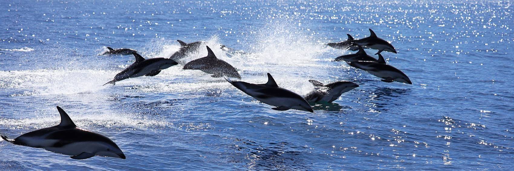 Observation des dauphins et des baleines