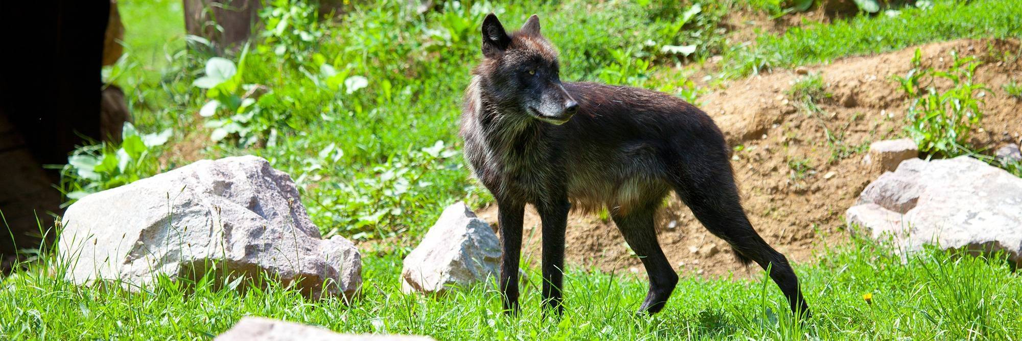 Observation des loups