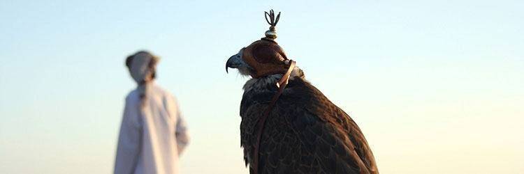 Observation des oiseaux