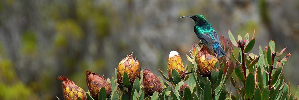 Observation des oiseaux au parc Udzungwa