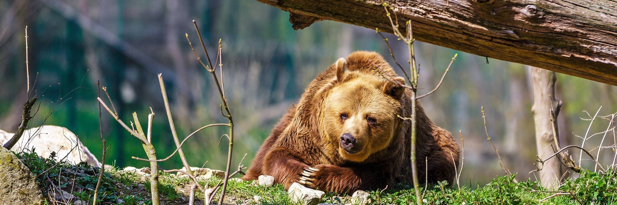 Observation des ours bruns