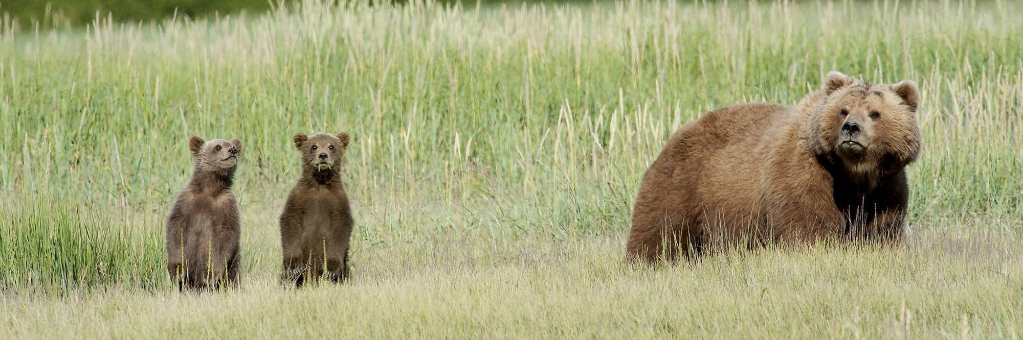 Observation des ours bruns