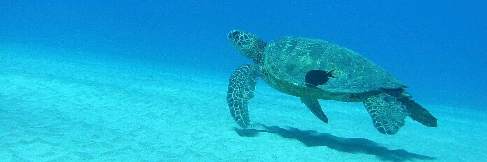 Observation des tortues