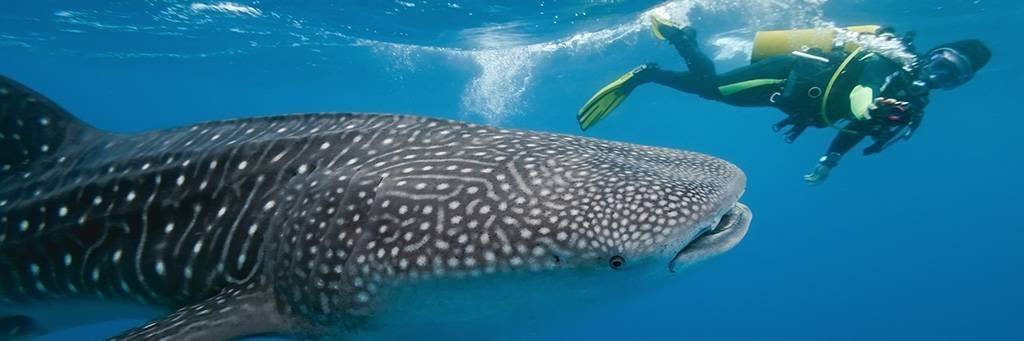 Observation et nage avec les requins baleines