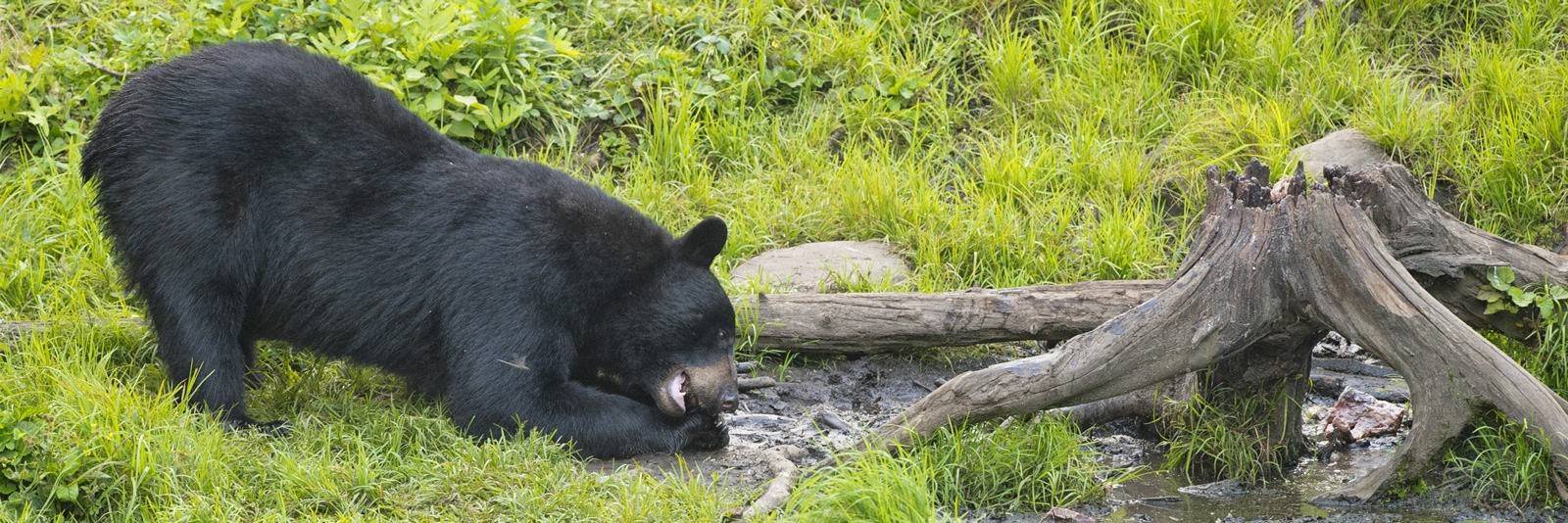 Observation de l'ours noir dans son habitat naturel - Acadieville