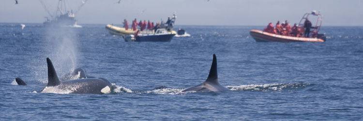 Observez des dauphins et des baleines