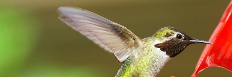 Le Parc aux oiseaux