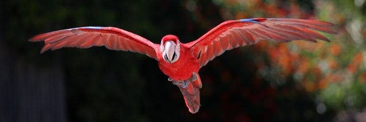 Parc des oiseaux Tropicana