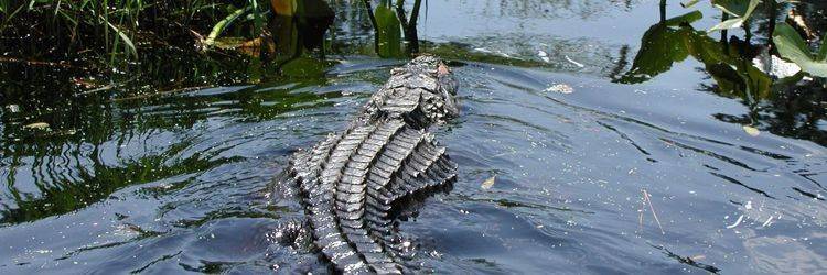 Parc National des Everglades