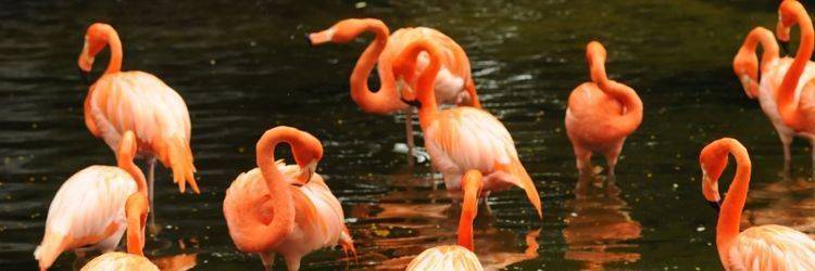 Parrot Jungle