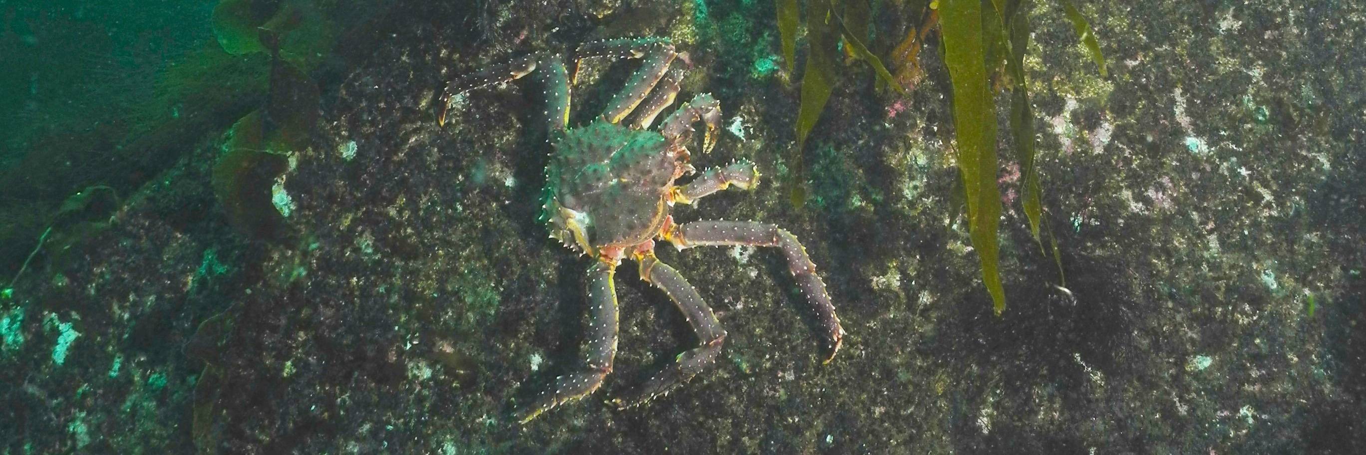 Pêche aux crabes géants !