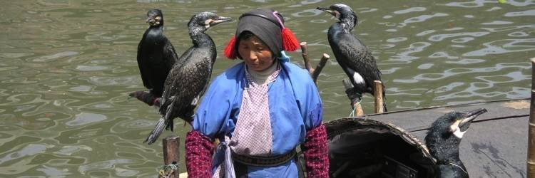 La pêche aux cormorans