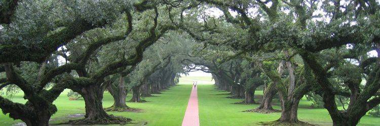Visite des Plantations