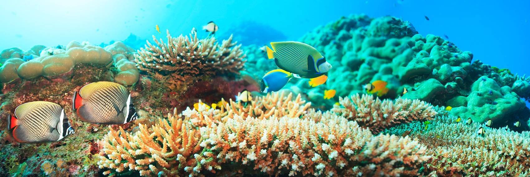 Plongée sous-marine au Panama