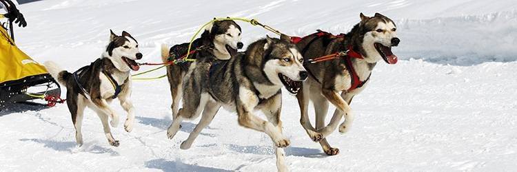 Raid en traîneau à chiens jusqu'à Sarfagajik