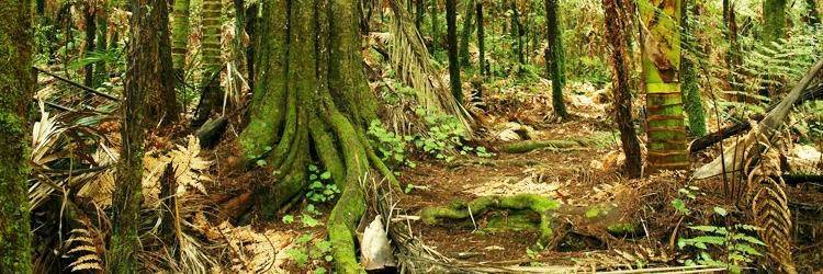 Randonnée découverte dans la  Puketi Forest