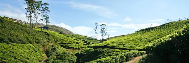 Randonnée à Munnar