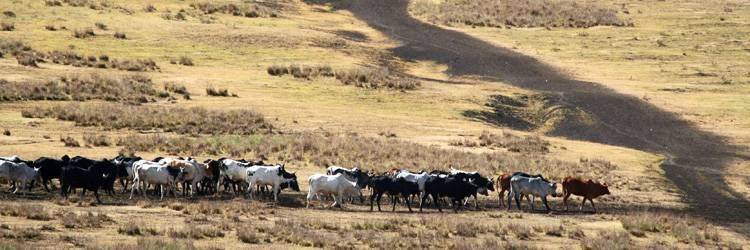 Randonnée dans le parc de national d'Arusha