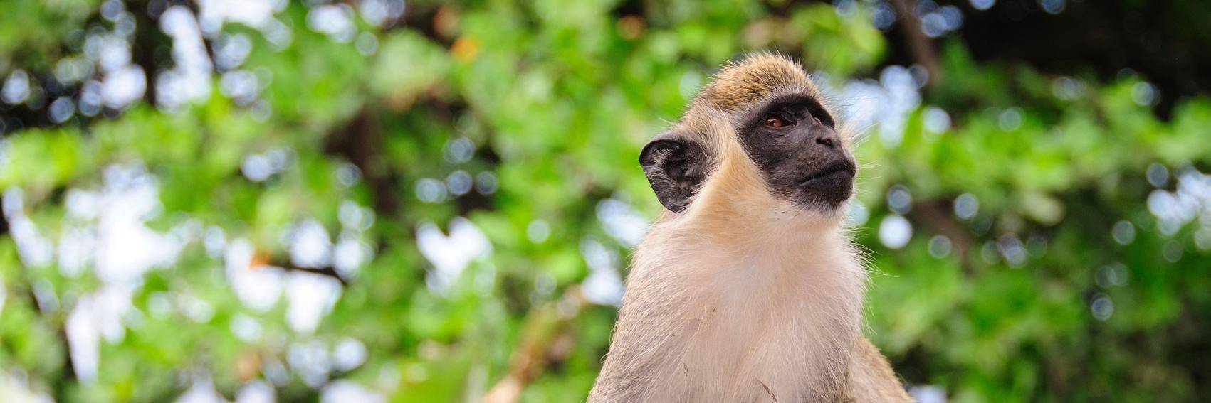 Randonnée au parc naturel de la Serra Malagueta