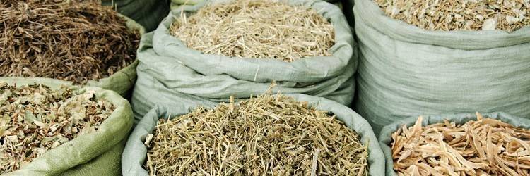 Recherche de plantes médicinales à Yen Bai