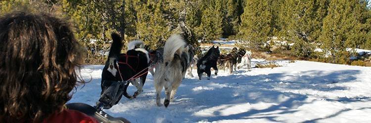 Rencontre avec des chiens de traîneaux