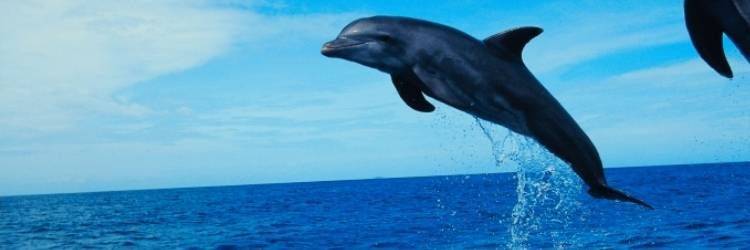 Rencontre avec des dauphins à Lovina
