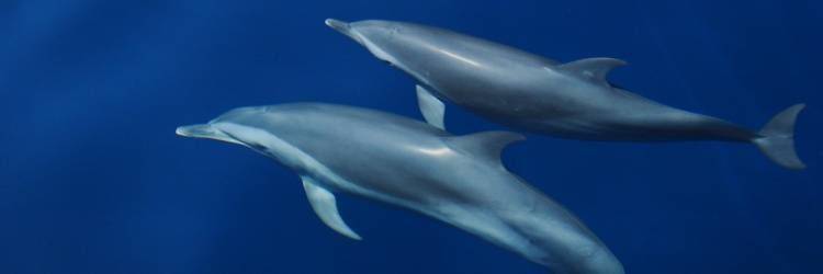 A la Rencontre des Dauphins !