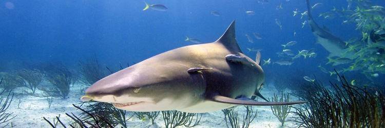 A la rencontre des requins !