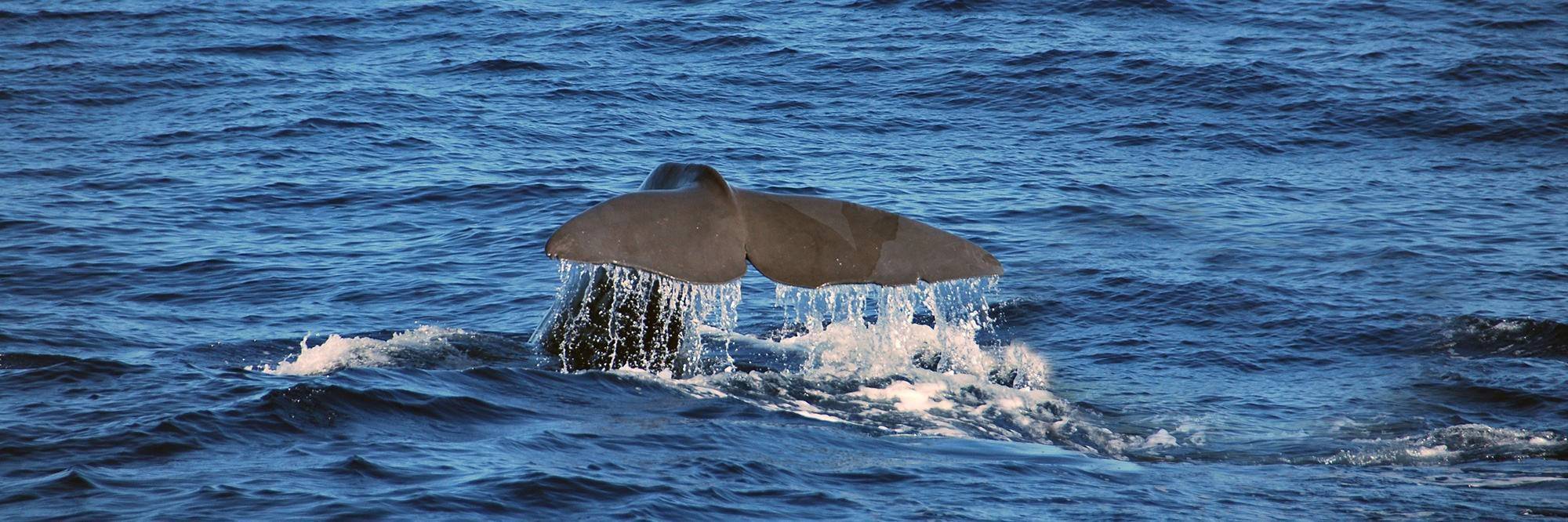 Rencontres avec les baleines et les dauphins!