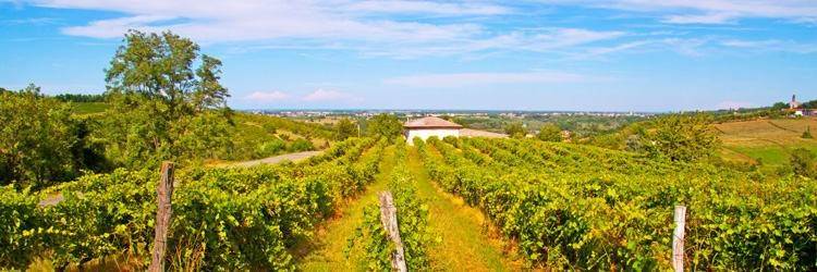 Route des vins prestige au cœur de Margaret River