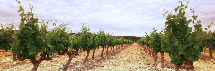 Route des vins dans la Barrossa Valley
