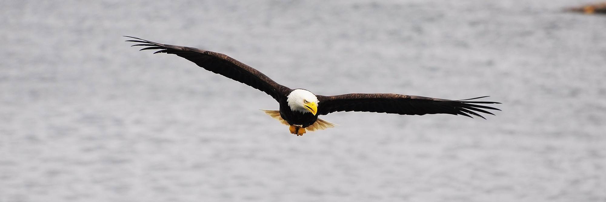 Safari Aigles Marins