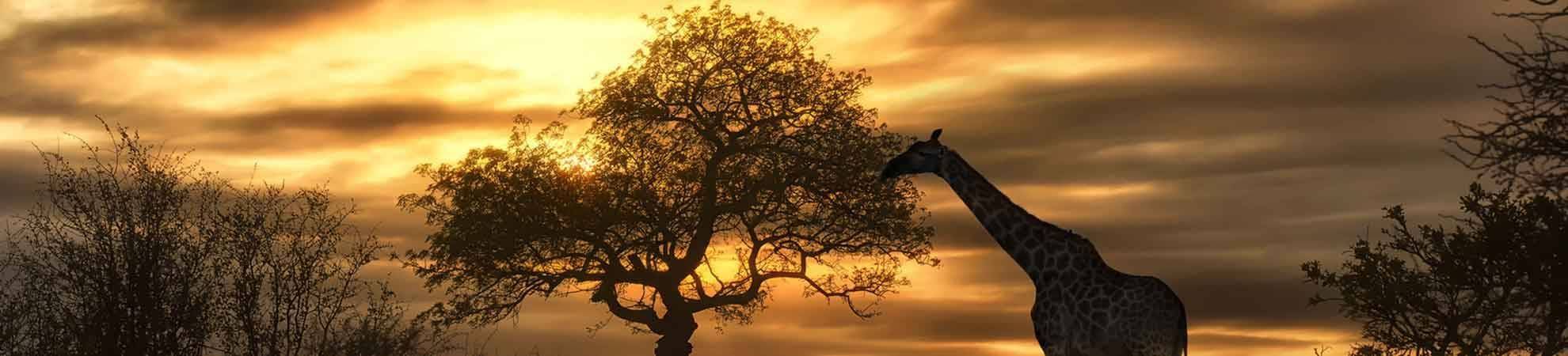 Safari en 4x4 au coucher du soleil