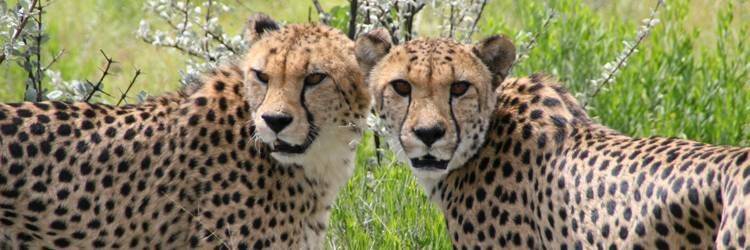 Safari dans le Parc Kruger