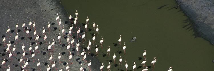 Safari au Lac Nakuru