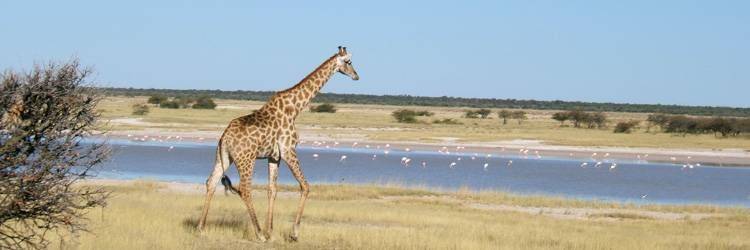 Safari dans le parc d'Estosha