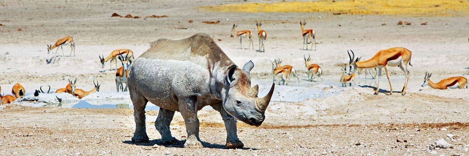 Safaris dans le parc d'Etosha