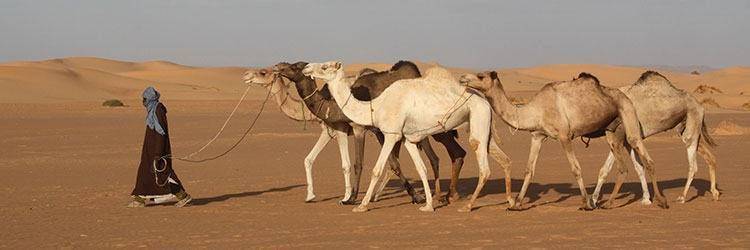 Sand Boarding et balade en chameau