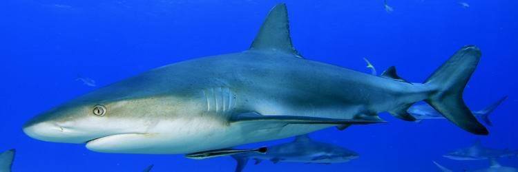 Le Shark labo