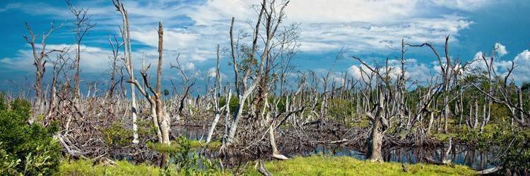 Tour des Bayous et marais du bassin de l'Atchafalaya