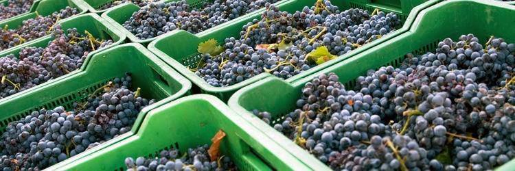 Tournée des bodegas à Mendoza