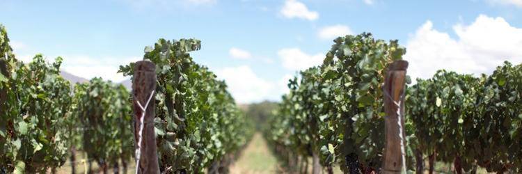 Tour en vélo dans les vignes