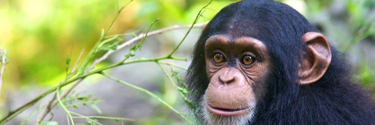 Un permis chimpanzé