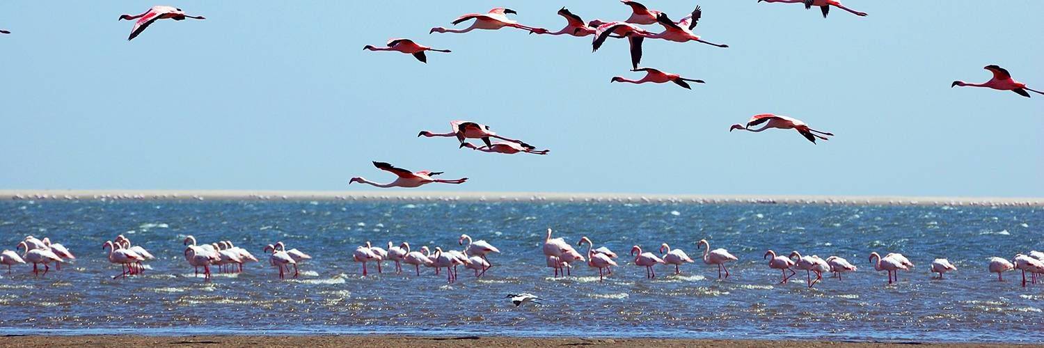Une croisière à Pelican Point