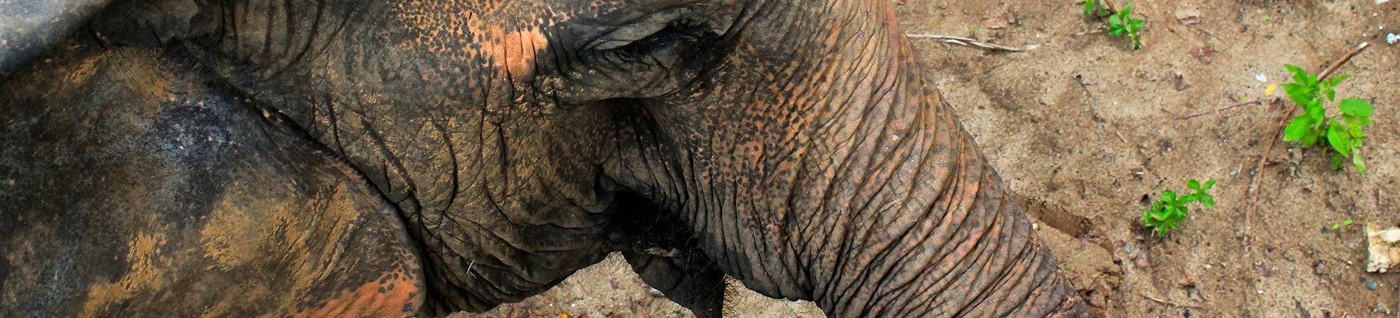 Une journée avec les éléphants de Mondulkiri